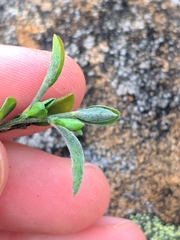 Genista pilosa