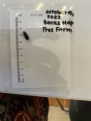 Harpalus pensylvanicus