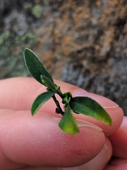 Genista pilosa