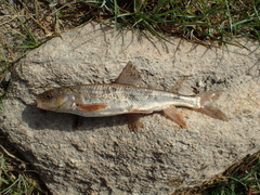 Schizothorax richardsonii