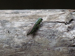 Chrysesthes auronotata