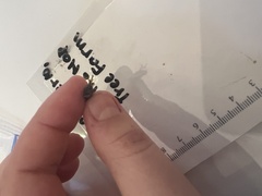 Harpalus pensylvanicus