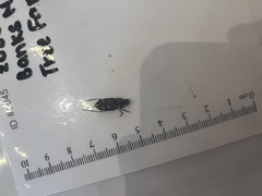 Harpalus pensylvanicus