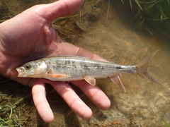 Schizothorax richardsonii