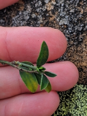 Genista pilosa