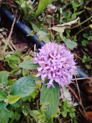 Crusea hispida
