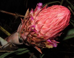 Ananas macrodontes