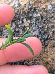 Genista pilosa