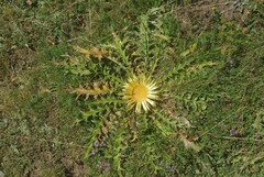 Carlina acanthifolia