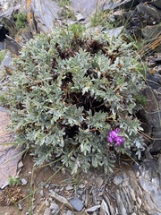 Oxytropis tragacanthoides