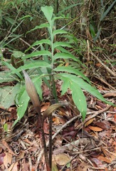 Asterostigma