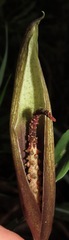 Asterostigma