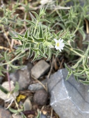 Stellaria dichotoma