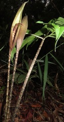 Asterostigma