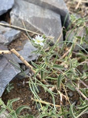 Stellaria dichotoma
