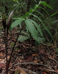 Asterostigma