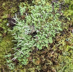 Cladonia ochrochlora