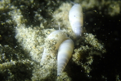 Melanella