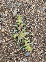 Salsola collina