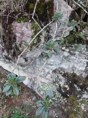 Nematanthus strigillosus