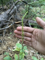 Platanthera transversa