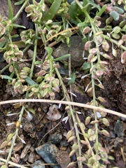 Lepidium apetalum
