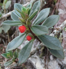Nematanthus strigillosus
