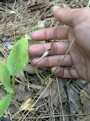 Platanthera transversa