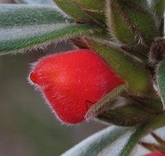 Nematanthus strigillosus