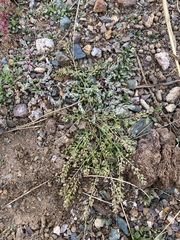 Lepidium apetalum