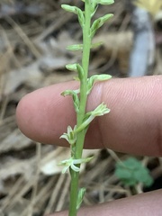 Platanthera transversa