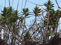 Nematanthus strigillosus