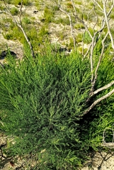 Dicerothamnus rhinocerotis