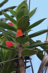 Nematanthus strigillosus