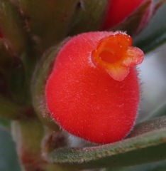 Nematanthus strigillosus