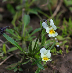Viola × contempta
