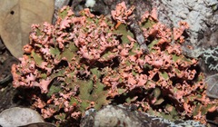Cladonia salmonea