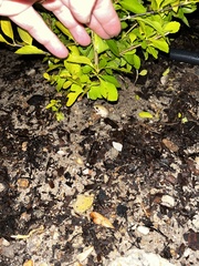 Hyperolius marmoratus