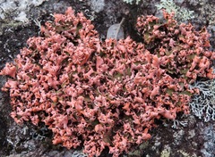 Cladonia salmonea