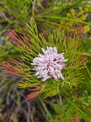 Serruria ascendens