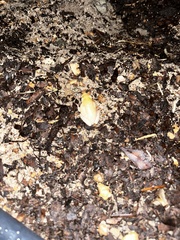 Hyperolius marmoratus