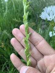 Platanthera sparsiflora