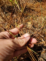 Symphyotrichum adnatum