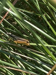 Paroxya atlantica