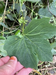 Diplocyclos palmatus