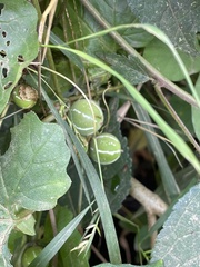 Diplocyclos palmatus