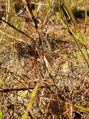 Symphyotrichum adnatum