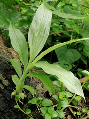 Catasetum integerrimum