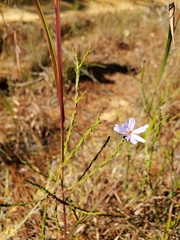 Symphyotrichum adnatum
