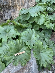 Darmera peltata